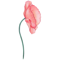 aquarelle main tiré pastel coquelicot fleur png