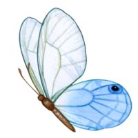 Watercolor hand drawn butterfly png