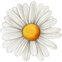 vattenfärg realistisk daisy png