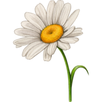 vattenfärg realistisk daisy png