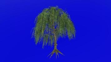 Tree animation loop - willow tree, weeping willow, babylon willow - salix babylonica - green screen chroma key - v1 - 2b video