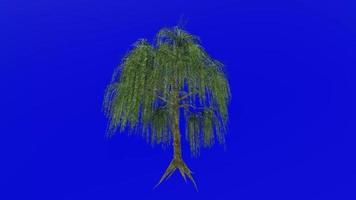 Tree animation loop - willow tree, weeping willow, babylon willow - salix babylonica - green screen chroma key - v1 - 2a video