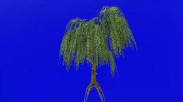 Tree animation loop - willow tree, weeping willow, babylon willow - salix babylonica - green screen chroma key - v1 - 3a video