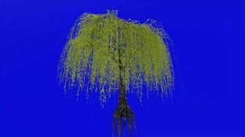 Tree animation loop - willow tree, weeping willow, babylon willow - salix babylonica - green screen chroma key - v2 - 2c video