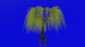 Tree animation loop - willow tree, weeping willow, babylon willow - salix babylonica - green screen chroma key - v2 - 2a video