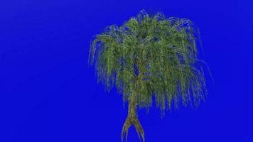 boom animatie lus - wilg boom, huilen wilg, Babylon wilg - salix babylonica - groen scherm chroma sleutel - v1 - 1b video