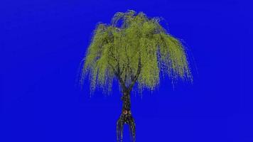 Tree animation loop - willow tree, weeping willow, babylon willow - salix babylonica - green screen chroma key - v2 - 1a video