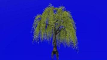 Tree animation loop - willow tree, weeping willow, babylon willow - salix babylonica - green screen chroma key - v2 - 3b video