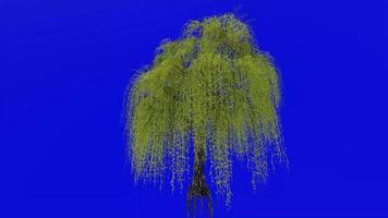 Tree animation loop - willow tree, weeping willow, babylon willow - salix babylonica - green screen chroma key - v2 - 3d video