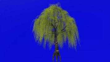 Tree animation loop - willow tree, weeping willow, babylon willow - salix babylonica - green screen chroma key - v2 - 3c video