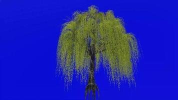 Tree animation loop - willow tree, weeping willow, babylon willow - salix babylonica - green screen chroma key - v2 - 3a video