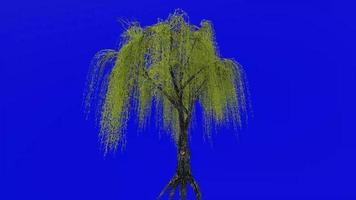 Tree animation loop - willow tree, weeping willow, babylon willow - salix babylonica - green screen chroma key - v2 - 4f video