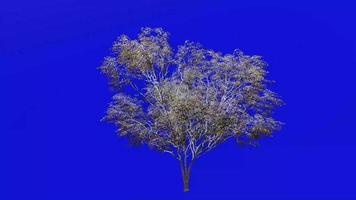 Tree animation loop - water oak, spotted oak, duck oak, punk oak, orange oak, possum oak - quercus nigra - green screen chroma key - bush - 1c - winter snow video
