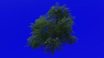 Tree animation loop - water oak, spotted oak, duck oak, punk oak, orange oak, possum oak - quercus nigra - green screen chroma key - large - 1b - summer spring video