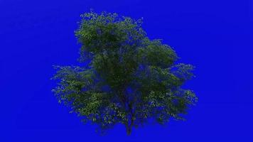 Tree animation loop - water oak, spotted oak, duck oak, punk oak, orange oak, possum oak - quercus nigra - green screen chroma key - large - 1c - summer spring video