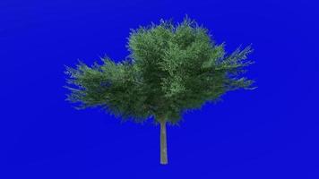 Tree animation loop - possuhaw tree, meadow holly, possumhaw, deciduous holly, swamp holly - ilex decidua - green screen chroma key - green - 2b video