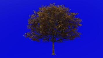 träd animering slinga - vatten ek, fick syn på ek, Anka ek, punk- ek, orange ek, pungråtta ek - quercus nigra - grön skärm krom nyckel - stor - 1a - höst falla video