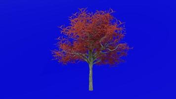 Tree animation loop - possuhaw tree, meadow holly, possumhaw, deciduous holly, swamp holly - ilex decidua - green screen chroma key - red - 2a video