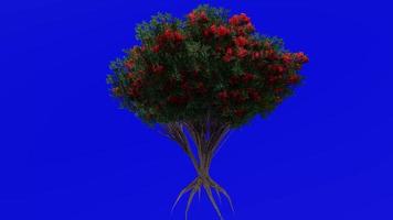 Tree flower animation loop - northern rata - metrosideros robusta - green screen chroma key - 1c video