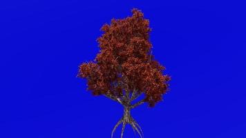 árvore animação - japonês coreano stewartia - decíduo camélia - stewartia pseudocamélia - verde tela croma chave - outono outono - 1b video