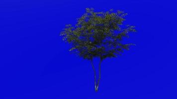 árvore animação ciclo - campo bordo árvore, cerca bordo, cachorro carvalho - acer campestre - verde tela croma chave - pequeno - 3a - verão Primavera video