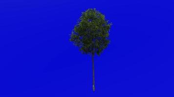 arbre animation boucle - champ érable arbre, haie érable, chien chêne - Acer camper - vert écran chrominance clé - petit - 4a - été printemps video