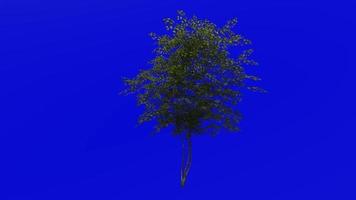 Tree animation loop - field maple tree, hedge maple, dog oak - acer campestre - green screen chroma key - medium - 1a - summer spring video