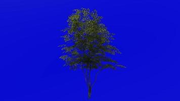 Tree animation loop - field maple tree, hedge maple, dog oak - acer campestre - green screen chroma key - medium - 2b - summer spring video