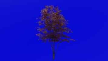 Tree animation loop - field maple tree, hedge maple, dog oak - acer campestre - green screen chroma key - medium - 2b - autumn fall video