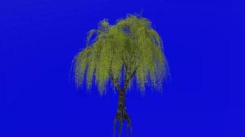 Tree animation loop - willow tree, weeping willow, babylon willow - salix babylonica - green screen chroma key - v2 - 1b video