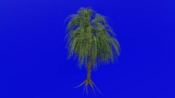 Tree animation loop - willow tree, weeping willow, babylon willow - salix babylonica - green screen chroma key - v1 - 4a video
