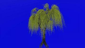 Tree animation loop - willow tree, weeping willow, babylon willow - salix babylonica - green screen chroma key - v2 - 4b video