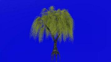 Tree animation loop - willow tree, weeping willow, babylon willow - salix babylonica - green screen chroma key - v2 - 1c video