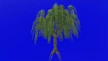 Tree animation loop - willow tree, weeping willow, babylon willow - salix babylonica - green screen chroma key - v1 - 3c video