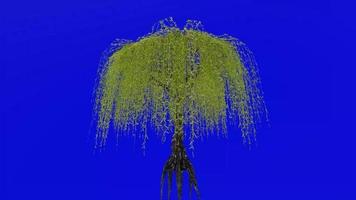 Tree animation loop - willow tree, weeping willow, babylon willow - salix babylonica - green screen chroma key - v2 - 2b video