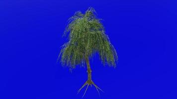 Tree animation loop - willow tree, weeping willow, babylon willow - salix babylonica - green screen chroma key - v1 - 4b video