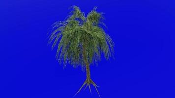 Tree animation loop - willow tree, weeping willow, babylon willow - salix babylonica - green screen chroma key - v1 - 4c video