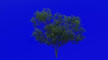 Tree animation loop - water oak, spotted oak, duck oak, punk oak, orange oak, possum oak - quercus nigra - green screen chroma key - bush - 1c - summer spring video