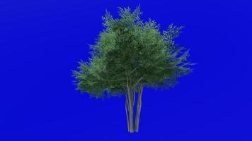 Tree animation loop - possuhaw tree, meadow holly, possumhaw, deciduous holly, swamp holly - ilex decidua - green screen chroma key - green - 1c video