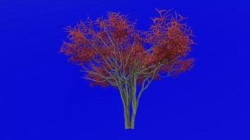 Tree animation loop - possuhaw tree, meadow holly, possumhaw, deciduous holly, swamp holly - ilex decidua - green screen chroma key - red - 1c video