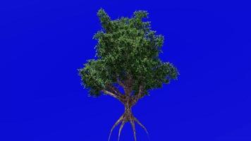 árvore animação - japonês coreano stewartia - decíduo camélia - stewartia pseudocamélia - verde tela croma chave - verão Primavera - 1a video