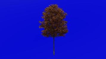 árbol animación lazo - campo arce árbol, cobertura arce, perro roble - acer campestre - verde pantalla croma llave - pequeño - 2a - otoño otoño video