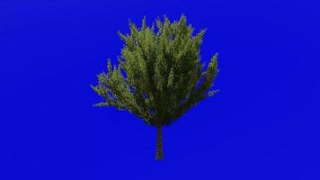 árvore animação ciclo - campo bordo árvore, cerca bordo, cachorro carvalho - acer campestre - verde tela croma chave - v3 - médio - 1a - verão Primavera video