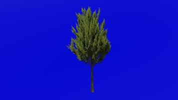 árvore animação ciclo - campo bordo árvore, cerca bordo, cachorro carvalho - acer campestre - verde tela croma chave - v3 - pequeno - 1a - verão Primavera video