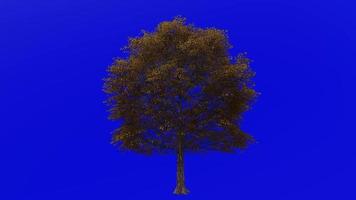 Tree animation loop - water oak, spotted oak, duck oak, punk oak, orange oak, possum oak - quercus nigra - green screen chroma key - medium - 1a - autumn fall video