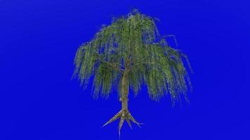 Tree animation loop - willow tree, weeping willow, babylon willow - salix babylonica - green screen chroma key - v1 - 2c video