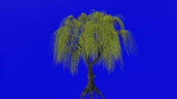 Tree animation loop - willow tree, weeping willow, babylon willow - salix babylonica - green screen chroma key - v2 - 4a video