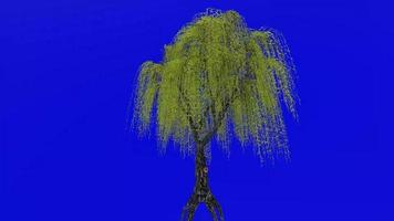 Tree animation loop - willow tree, weeping willow, babylon willow - salix babylonica - green screen chroma key - v2 - 4c video