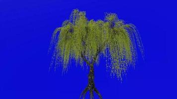 Tree animation loop - willow tree, weeping willow, babylon willow - salix babylonica - green screen chroma key - v2 - 4e video