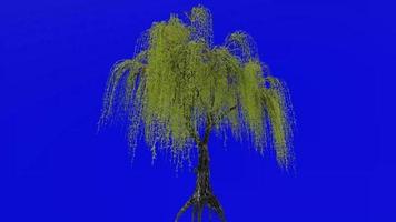 Tree animation loop - willow tree, weeping willow, babylon willow - salix babylonica - green screen chroma key - v2 - 4d video